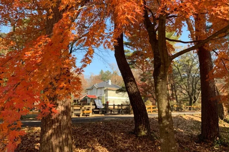 秋の紅葉の風景写真。オレンジ色の葉が茂る木々が前景に、奥には建物が見える。