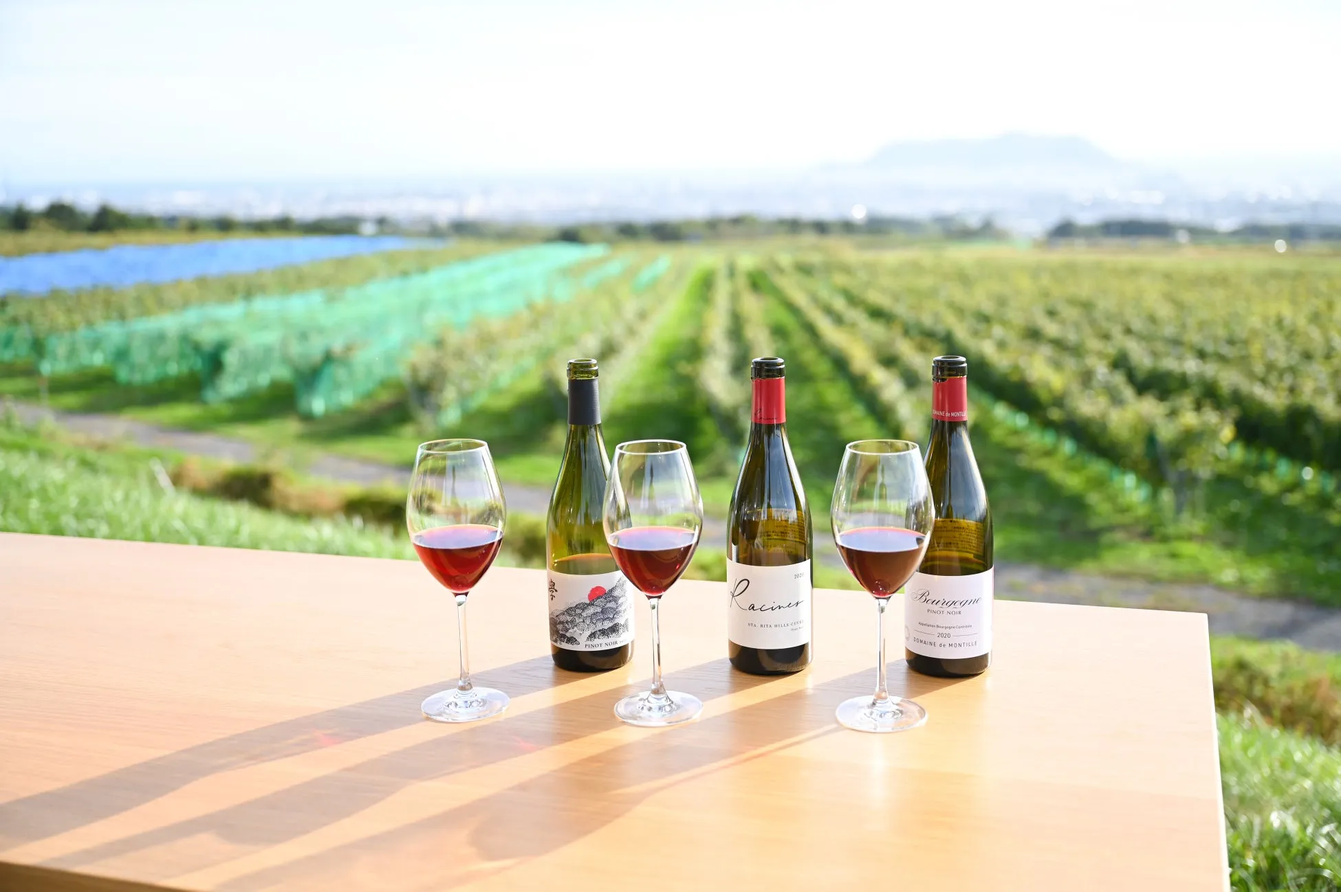 ワインとブドウ畑