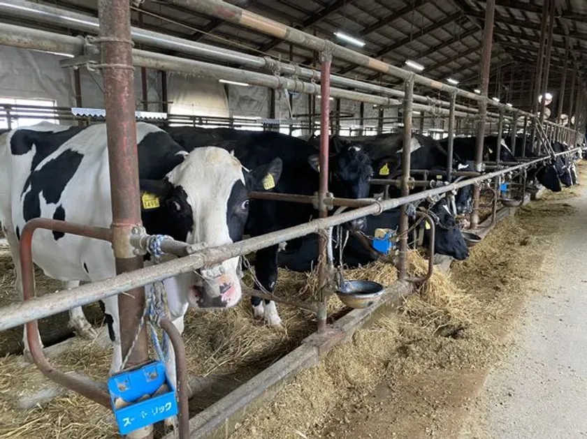 牛舎で餌を食べる牛の様子