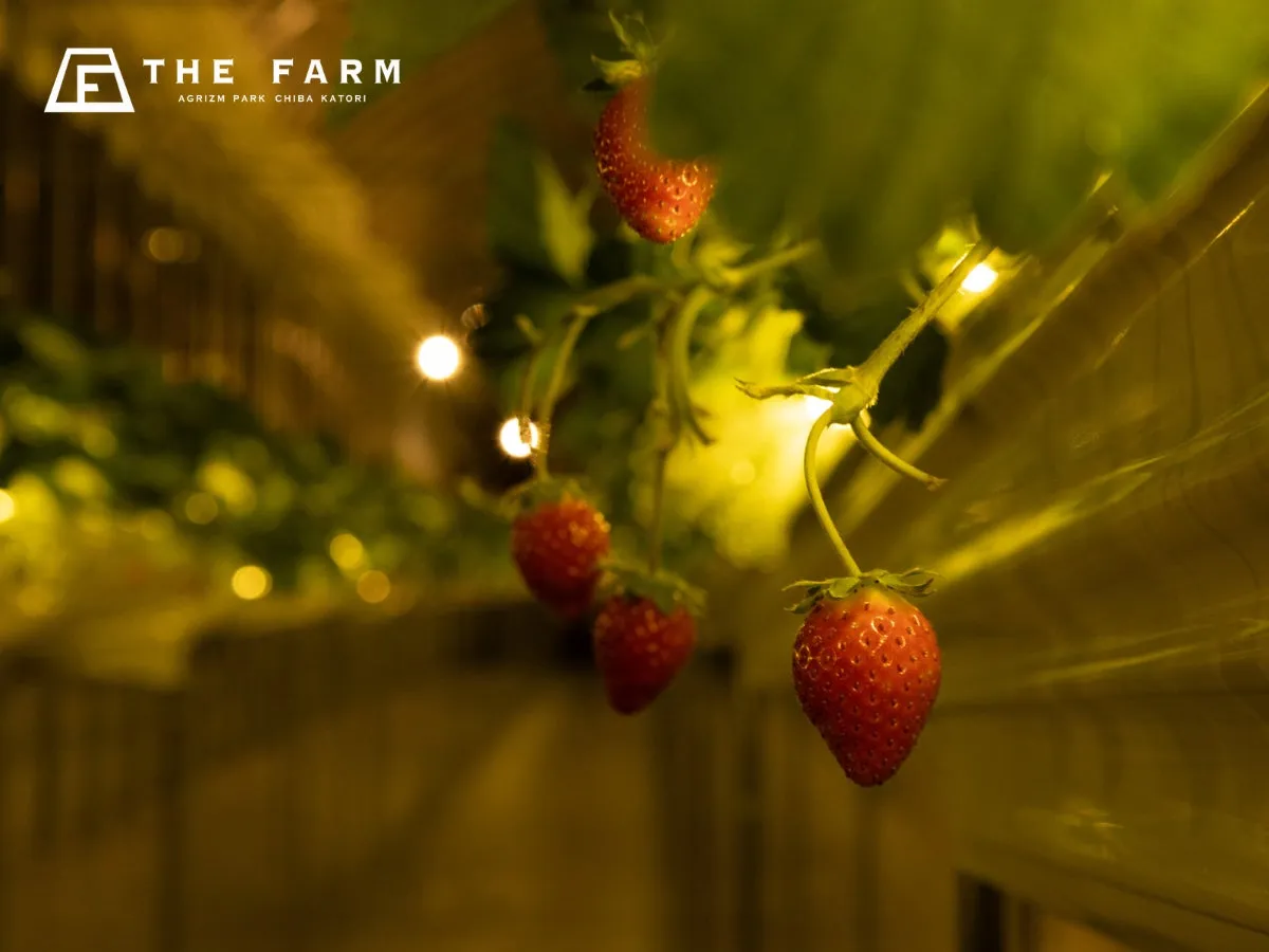 いちごがぶら下がっている写真。照明で照らされたいちごが鮮やかに写っています。