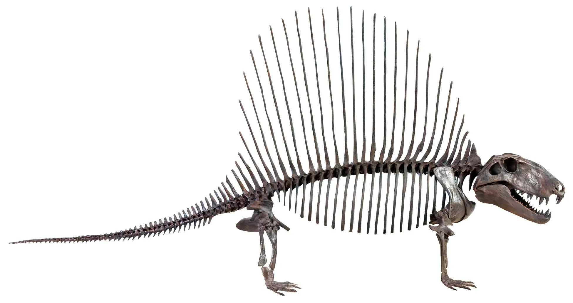 二足歩行の恐竜の骨格