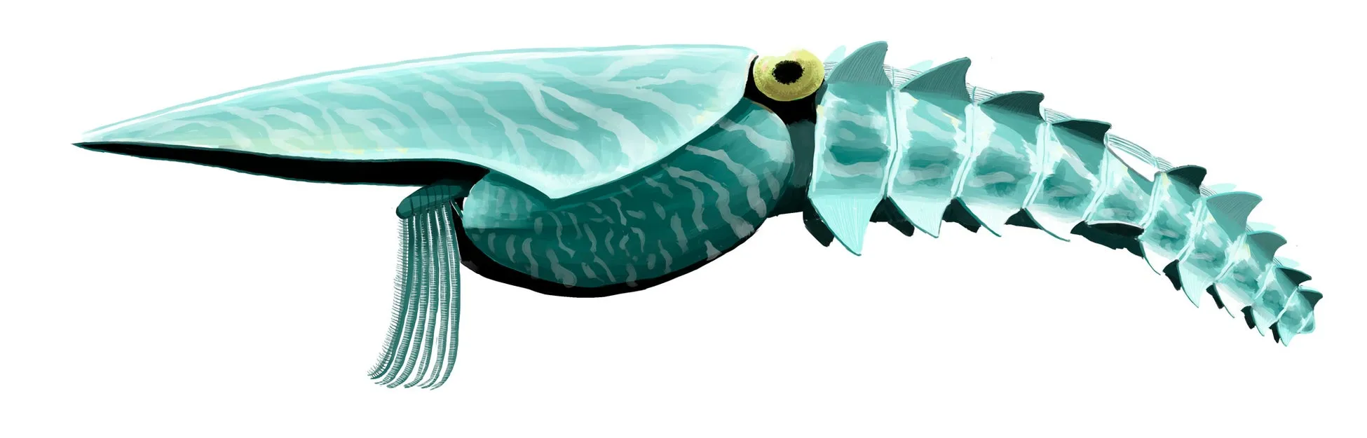 アノマロカリスのイラスト