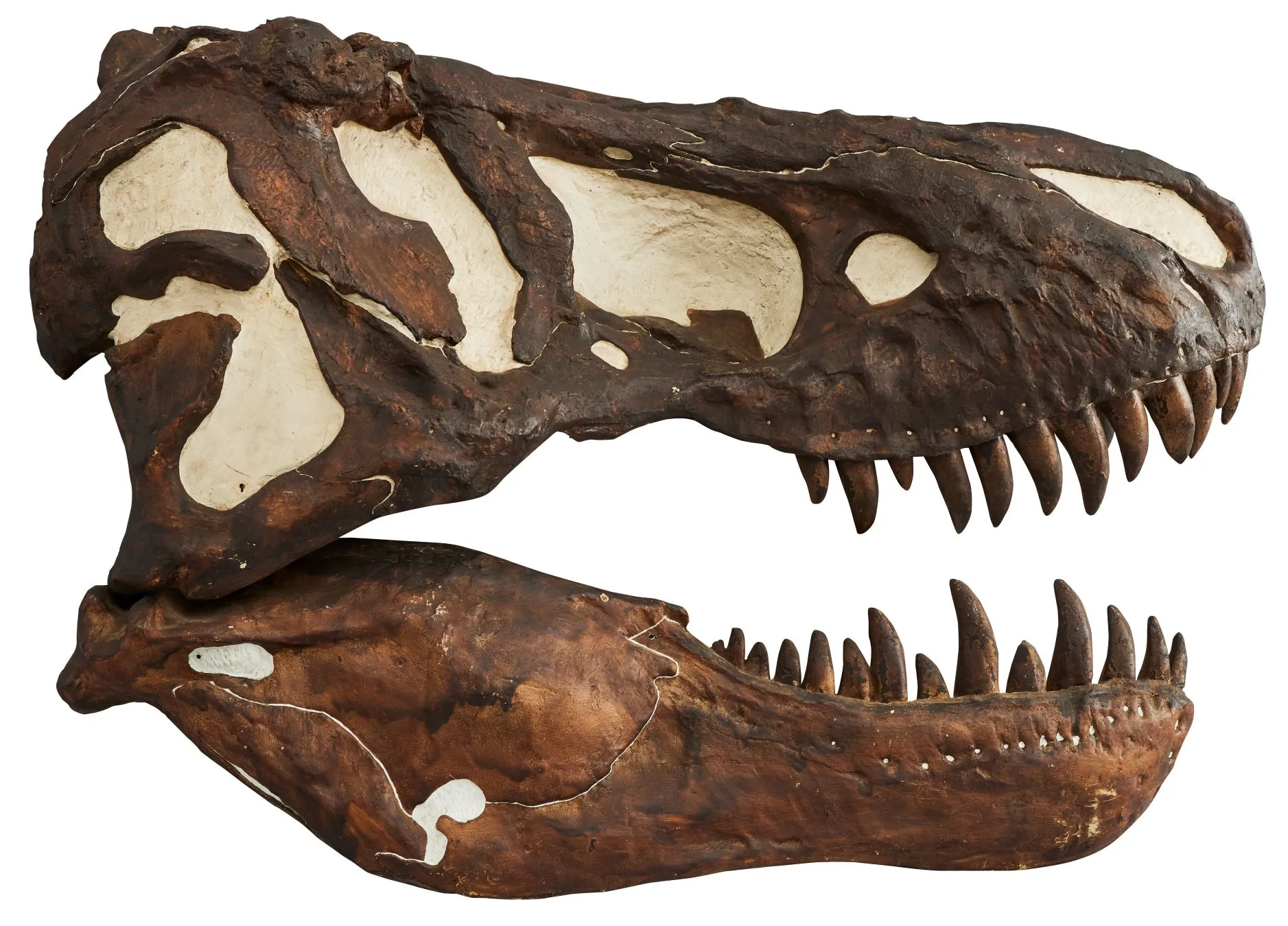 恐竜の頭蓋骨