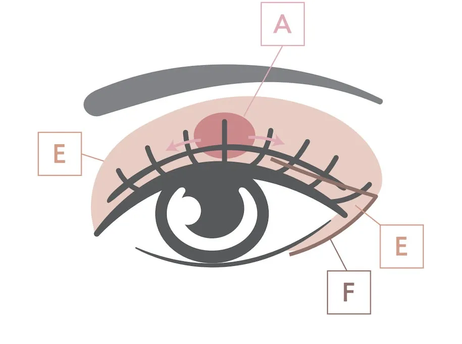 目のイラスト（まぶた）