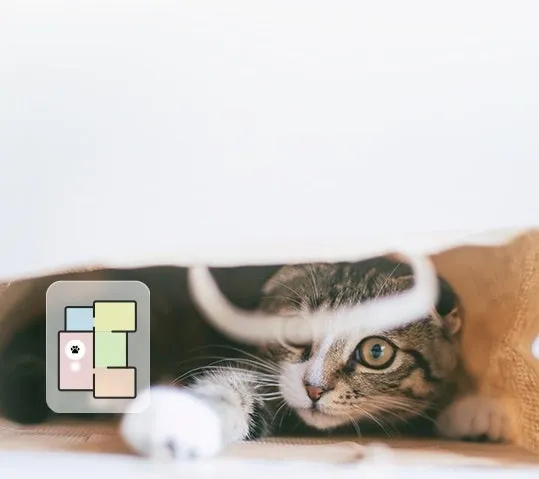 袋の中に隠れている猫のクローズアップ写真。猫は茶色と白の縞模様で、大きな目をしてカメラを見つめている。背景は白。