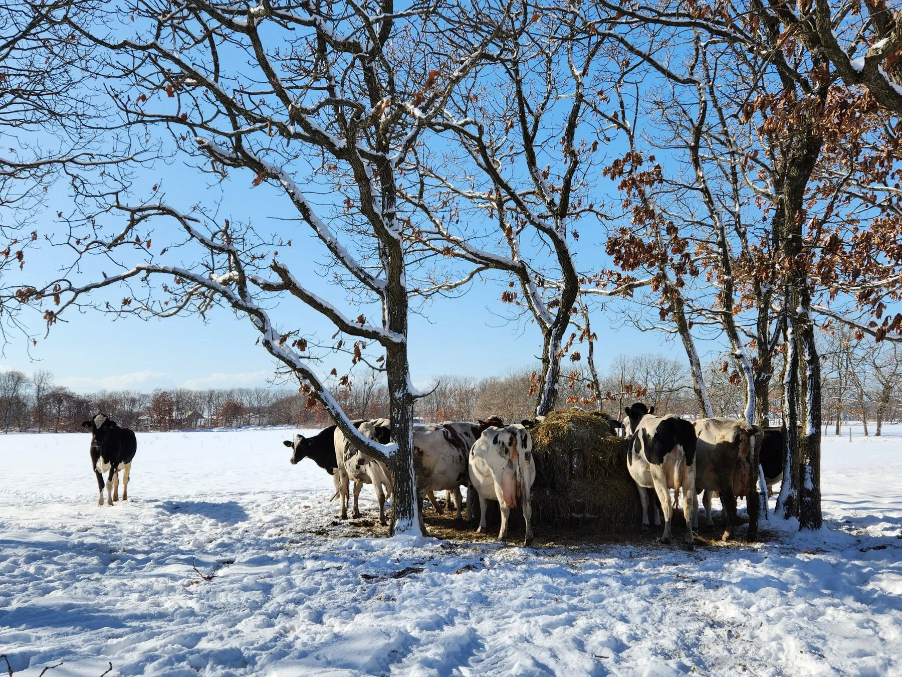 雪景色の中、木の下で干し草を食べる牛のグループ