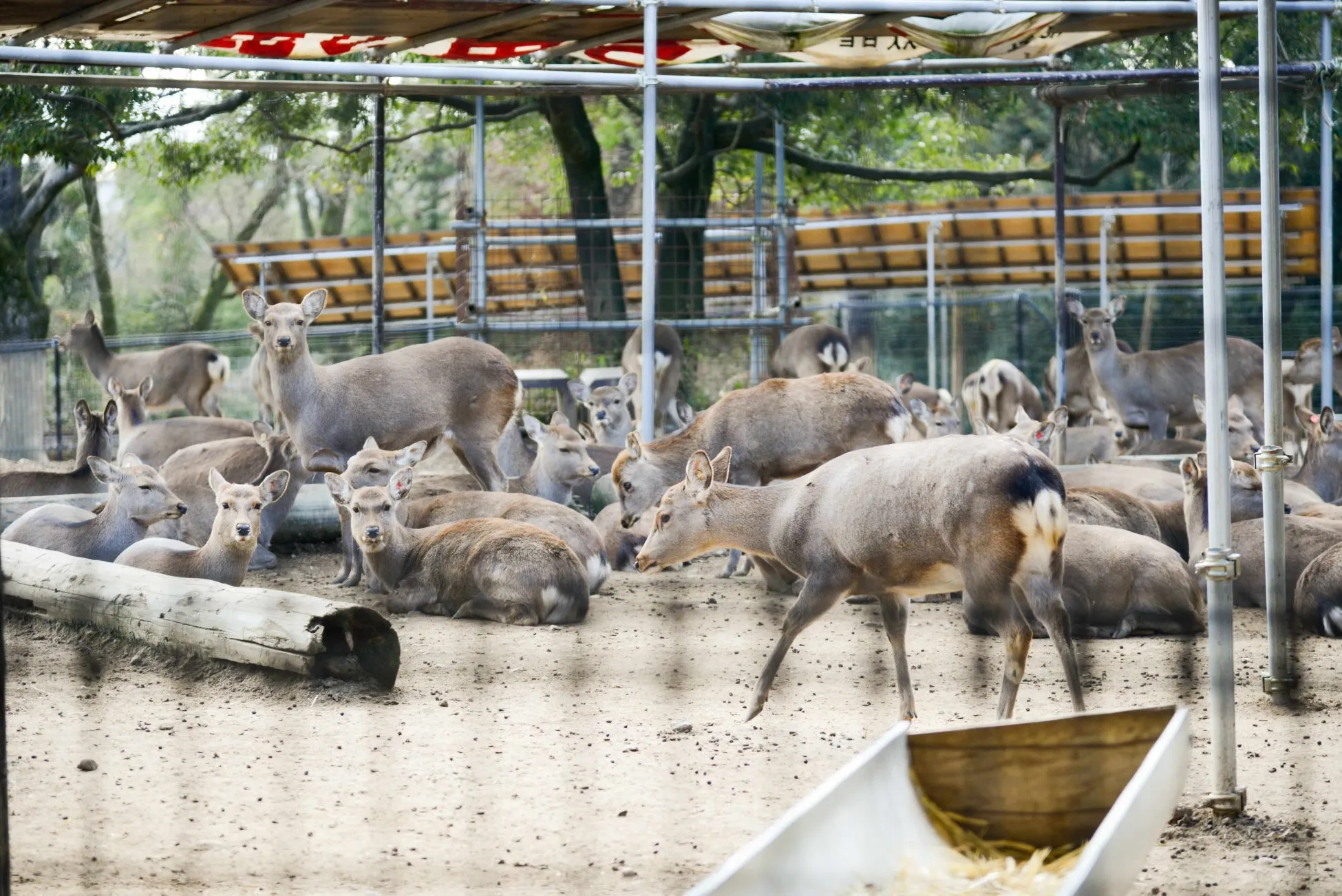 柵の中にいる鹿の群れ