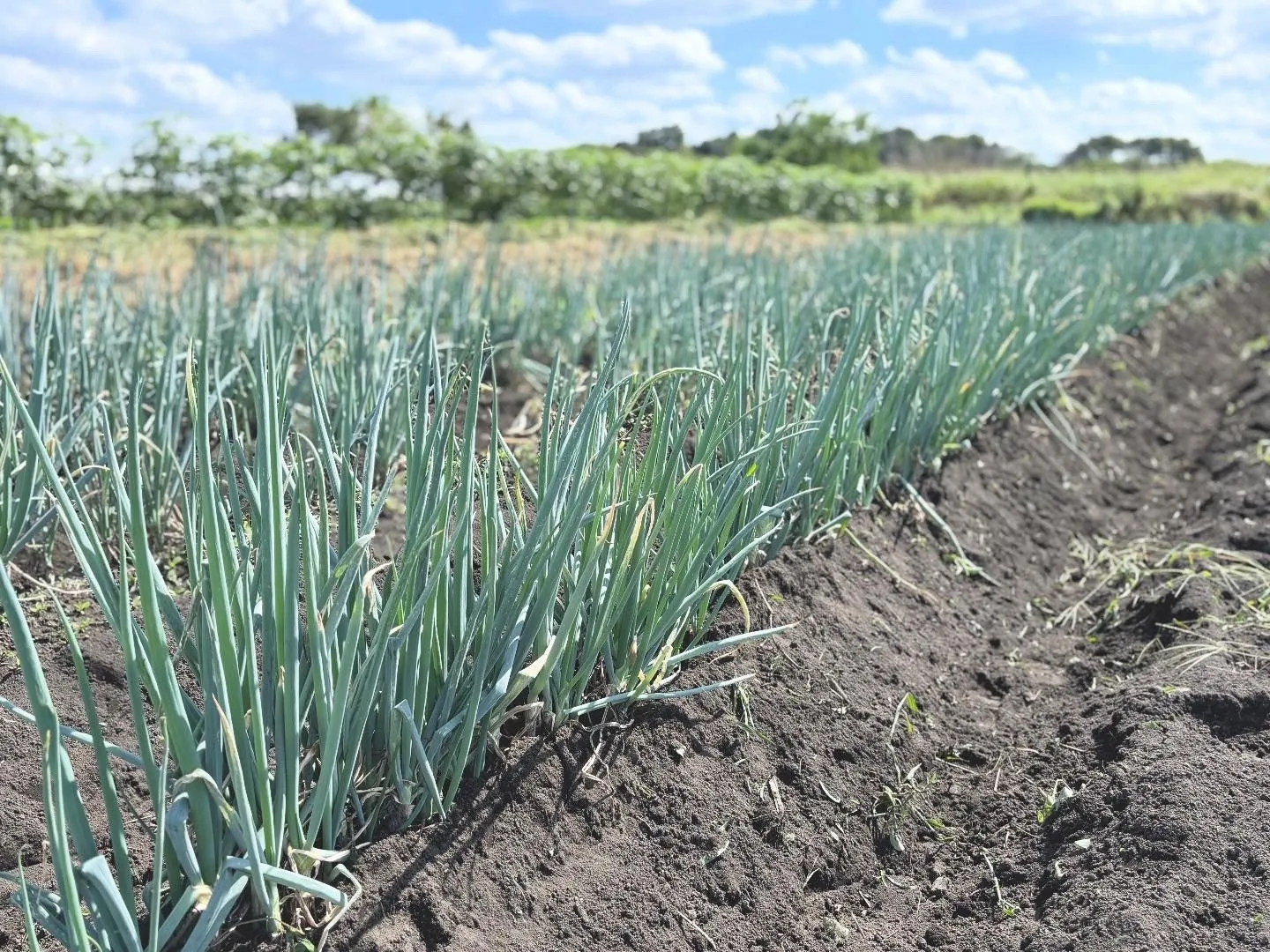 ネギ畑の風景。青々としたネギが畝に沿って並び、奥には他の作物が植えられている。空は晴れており、自然光の中でネギが育っている様子が写っている。