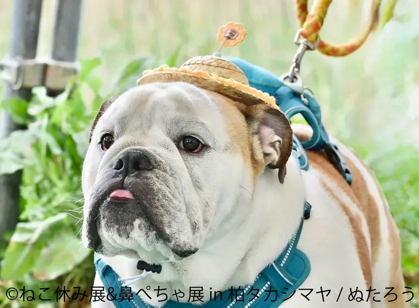 麦わら帽子を被ったブルドッグのポートレート写真