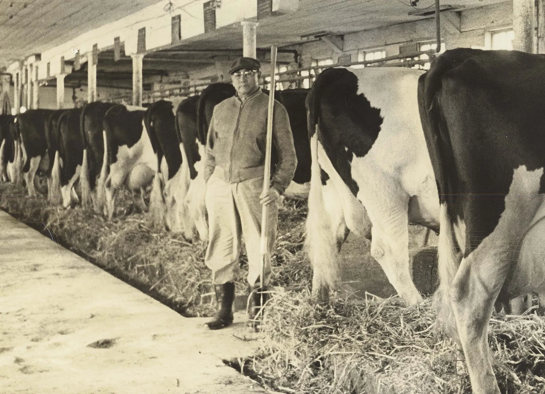 牛舎で牛の世話をする男性の白黒写真。