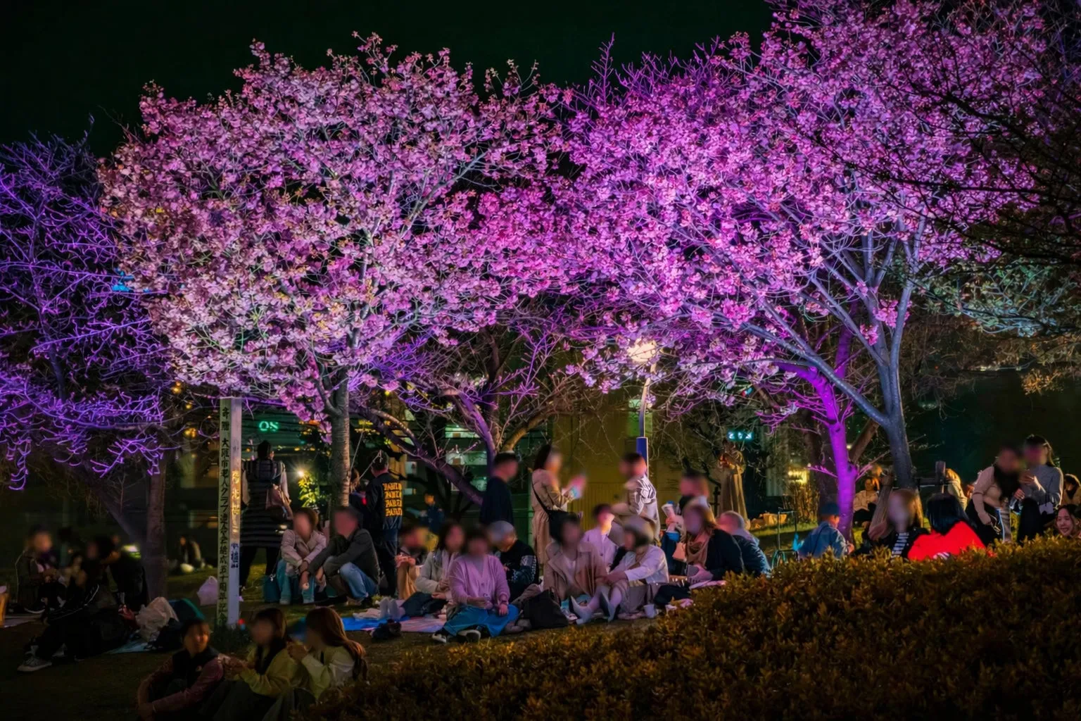 夜桜の下でピクニックを楽しむ人々の様子を捉えた写真