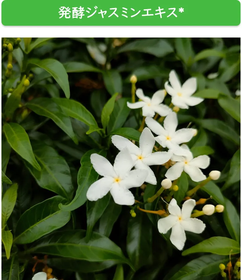 発酵ジャスミンエキス
