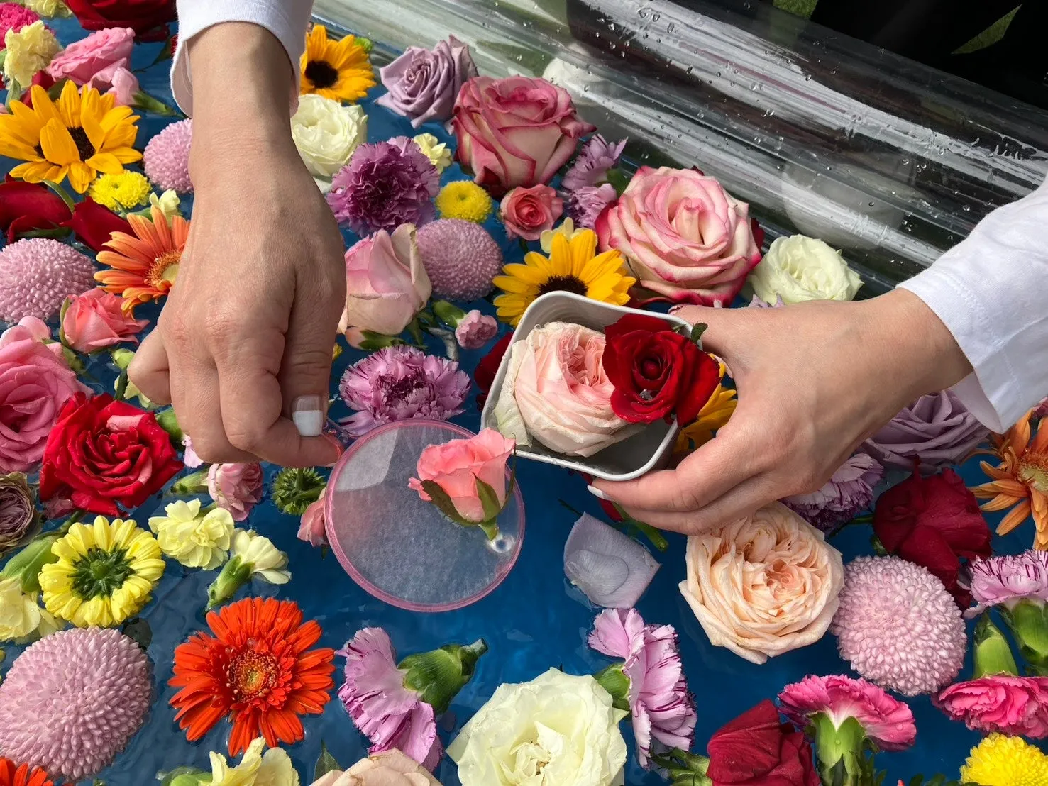 水面に浮かべられた花を手に持つ様子