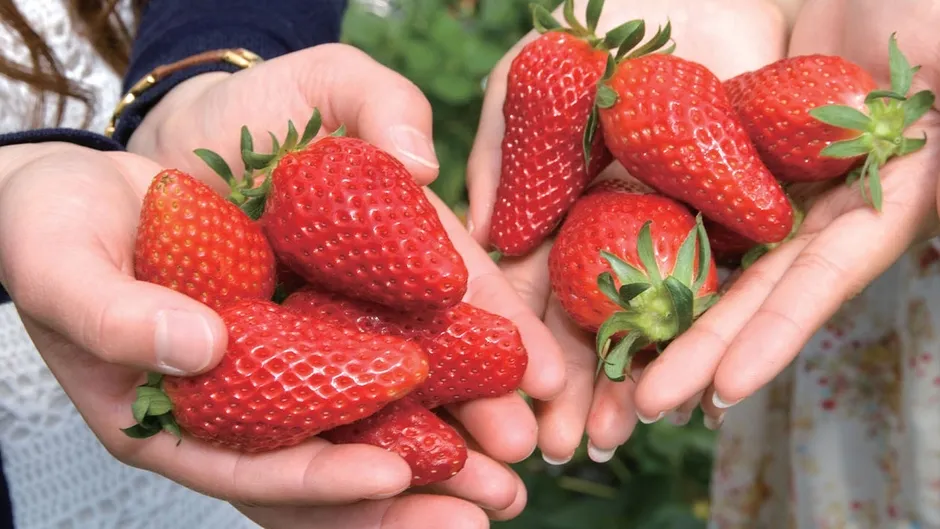 両手いっぱいの真っ赤ないちご