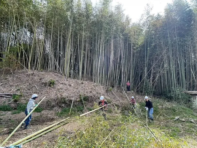竹林の整備を行う淡河バンブープロジェクトのメンバー