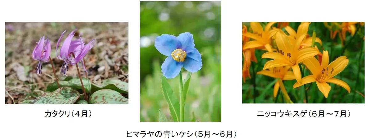 園内で見られる花の画像
