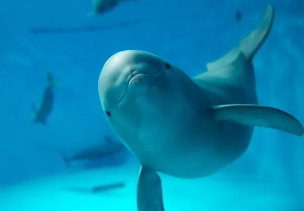 かわいいスナメリ