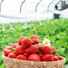 収穫されたばかりの苺「ゆうべに」