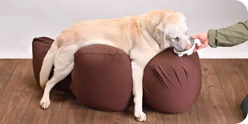 リラクッションでくつろぐワンちゃん