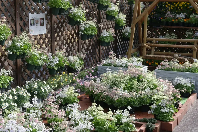 早春の草花展の様子1