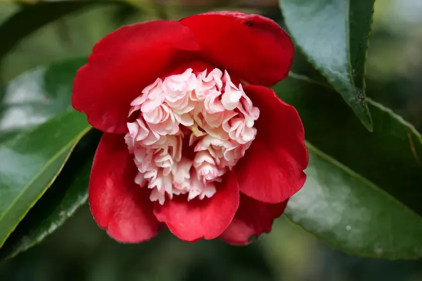 ツバキ「月光」