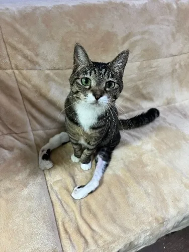 カメラを見つめる茶色の縞模様の猫