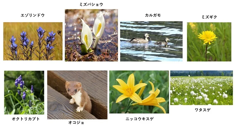手ぬぐいに描かれた動植物
