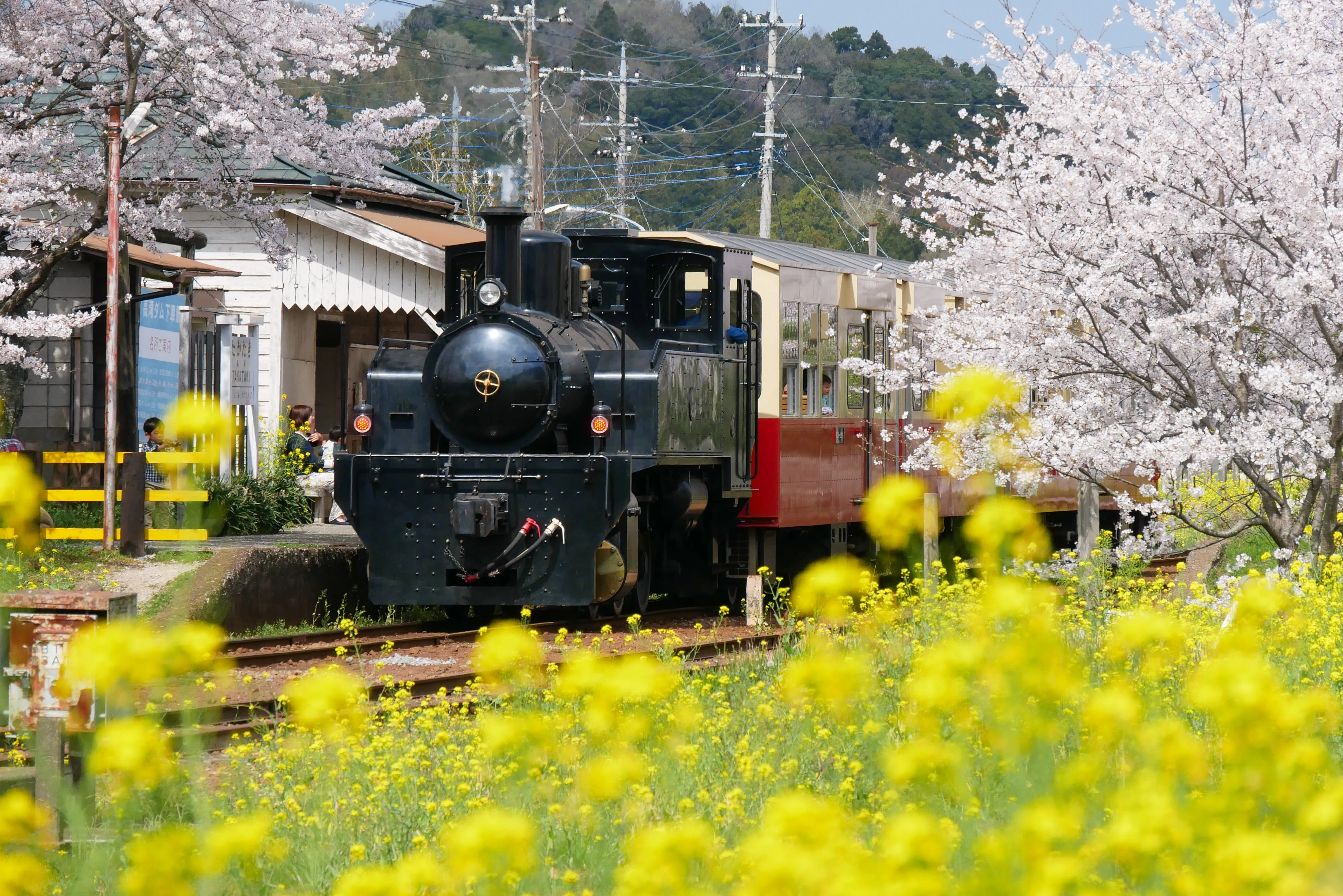 菜の花だけじゃない！千葉・小湊鐵道の春旅が進化中