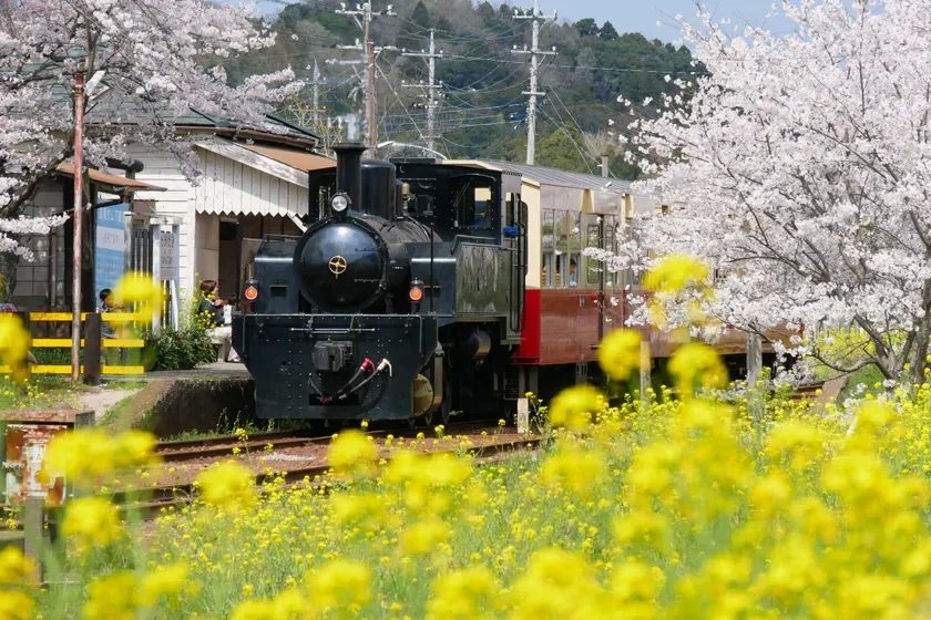 小湊鐵道と菜の花