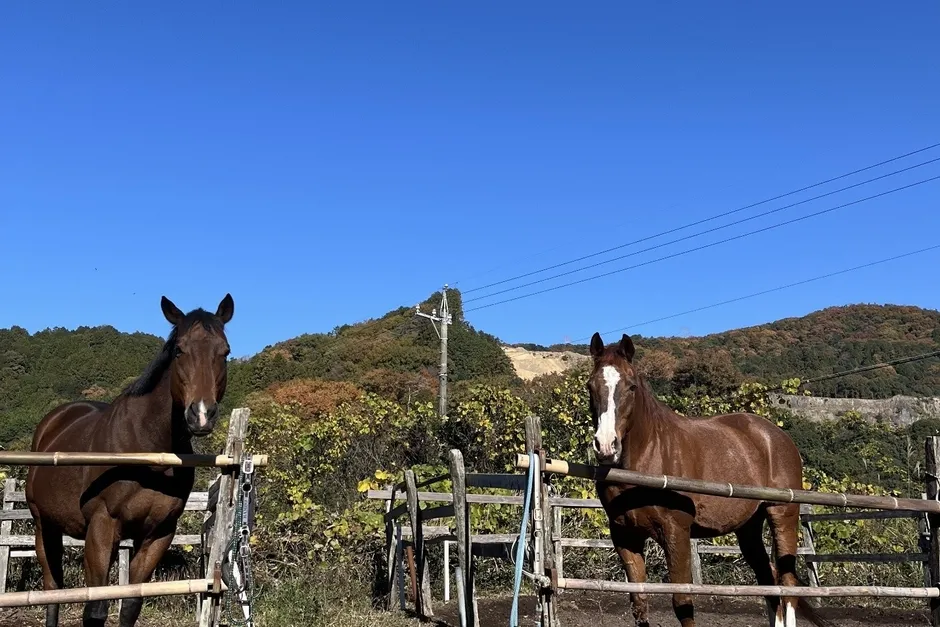 柵のそばに立つ2頭の馬
