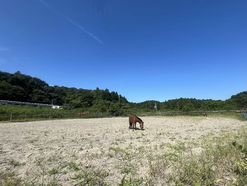 牧草地で草を食べる馬