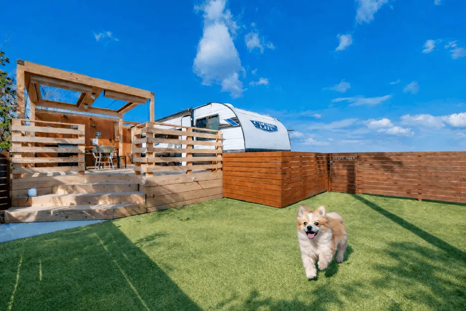 専用ドッグランで遊ぶ犬