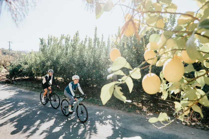 柑橘畑のそばを走るサイクリスト