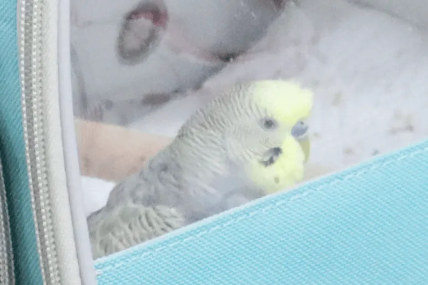 新しい家族のもとへ向かうセキセイインコのルイス