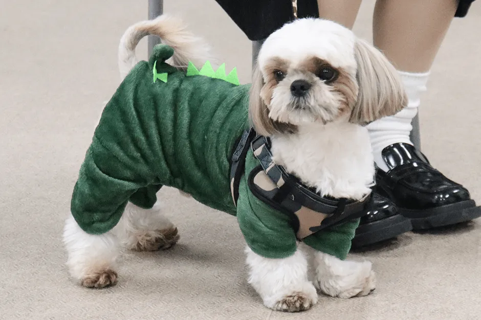 恐竜のコスチュームが可愛い実習犬