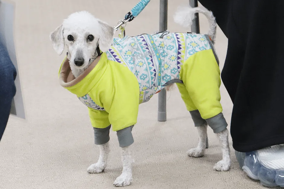 服を着ておすましする実習犬